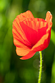 Red poppy (Papaver) in the summer garden