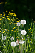 Pusteblumen, Löwenzahn (Taraxacum) und gelbe Butterblumen (Ranunculus) im Sommergras