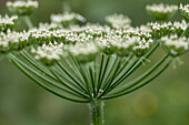 Wilde Möhre (Daucus carota) mit zarten weißen Blüten im Garten