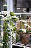 Wilde Möhre (Daucus carota) blühend am Fenster