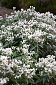 Pearl basket in the garden bed