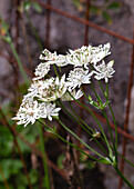 White astrantia (Astrantia major) in full bloom