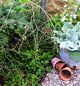 Pflanzen, Kies und Terrakottatöpfe und Silberblatt Salbei (Salvia argentea) in einem Pflanztopf im Garten