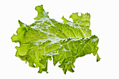 Fresh lettuce leaf as an ingredient