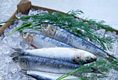 Herrings on ice in a wooden crate
