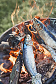 Herring grilled on a stick over an open fire