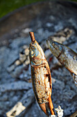 Herring cooked on a stick over an open fire