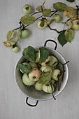 Apples in a sieve with twigs and leaves