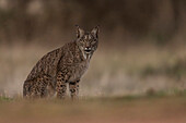 Iberian Lynx, (Lynx pardinus), Castille, Spain