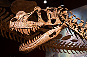 Ein gegossener Schädel eines Ceratosaurus. Utah Field House of Natural History State Park Museum. Vernal, Utah.