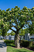 A White Silk Floss Tree, Ceiba insignis, in bloom on the grounds of the Buenos AIres Argentina Temple of The Church of Jesus Christ of Latter-day Saints.