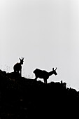 Chamis, (Rupicapra Pyrenaica), Pyrenees, mountains, Spain, Catalonia, bovids