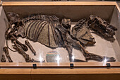 Versteinertes Dolichorhinus (jetzt Sphenocoelus) Skelett im Utah Field House of Natural History Museum. Vernal, Utah.