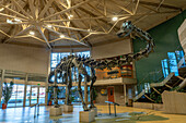 Skeleton cast of a Diplodocus dinosaur in the Utah Field House of Natural History Museum. Vernal, Utah.