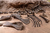 Knochen eines Haplocanthosaurus, eines Sauropoden, im Utah Field House of Natural History Museum. Vernal, Utah.