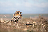 Red fox hunting in the morning, Spain