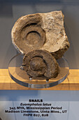Versteinerte Meeresschnecke, Euomphalus latus, im Utah Field House of Natural History Museum. Vernal, Utah.