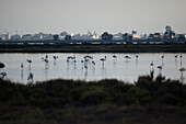 Rosa Flamingos, Ebro-Delta, Tarragona, Spanien
