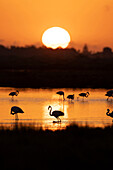 Flamingos (Phoenicopterus roseus) at sunset in Ebro Delta, Spain