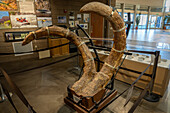Stoßzähne eines Wollmammuts im Utah Field House des Naturkundemuseums. Vernal, Utah.