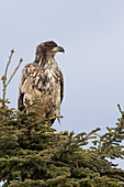 Young bald Eagle (Haliaeetus leucocephalus), Ninilchik, Kenai, Alaska, USA