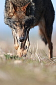Wolf (Canis lupus signatus), Spain