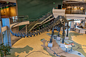 Skeleton cast of a Diplodocus dinosaur in the Utah Field House of Natural History Museum. Vernal, Utah.