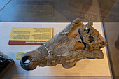Ein prähistorischer Krokodilschädel im Utah Field House of Natural History State Park Museum in Vernal, Utah.