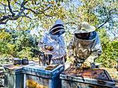 Two beekeepers next to bee hives collecting honey with protective suits. La Rioja, Spain, Europe.