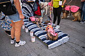 Animal Rescue foundation shows dogs for adoption in the streets of Madrid