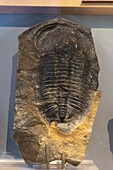 Versteinerter Trilobit im Utah Field House of Natural History Museum. Vernal, Utah.
