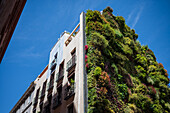 Vertikaler Garten Caixa Forum von Patrick Blanc, Madrid, Spanien