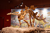 Skeletal cast of a Stegosaurus dinosaur in the Utah Field House of Natural History Museum. Vernal, Utah.