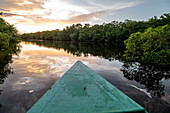Fluss, der durch einen Sumpf fließt: Caroni Swamp. Trinidad und Tobago