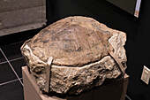 Fossilized carapace of a Baenid turtle in the Utah Field House of Natural History Museum. Vernal, Utah.