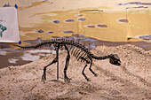 Abgegossenes Skelett eines Dryosaurus. Utah Field House of Natural History State Park Museum. Vernal, Utah.