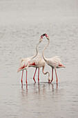 Pink flamingos, Ebro delta, Tarragona, Spain