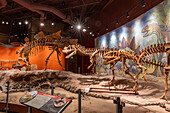 Skelette eines Stegosaurus, Ceratosaurus und eines Allosaurus. Utah Field House of Natural History State Park Museum. Vernal, Utah.