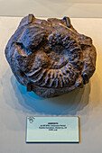 Versteinerter Ammonit im Utah Field House of Natural History Museum. Vernal, Utah.