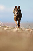 Iberian wolf in the Castilian steppe, Spain