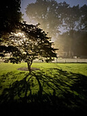 Street light casting shadow on lawn through a tree 