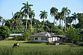 Kuba,östliche Region,Baracoa,Humboldt Park,eine Kuh grast auf einer sehr grünen Wiese vor einem weißen Haus, das von sehr hohen Palmen eingerahmt wird