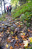 Österreich,Steiermark,ENNSTAL Alpen, zwei Männer wandern auf einem mit bunten Herbstblättern bedeckten Weg