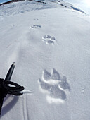 Austria,Tyrol,wolf foot prints in the snow
