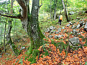 Austria,Styria,ENNSTAL Alps, Geseause national park,Lynx trail,a man wearing an orange backpack walks in front of a majestic beech,the ground is strewn with red leaves