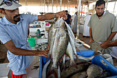 Sultanate of Oman,Batinah region,arabic men are negociating some fish at  the fish market of BARKA