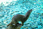 Portrait of an otter on a wooden board,in a river