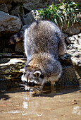 Portrait of a raccoon drinking in the forest