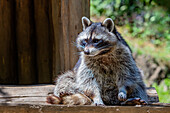Portrait raccoon looking sideways