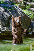 Portrait of a cub playing in the river